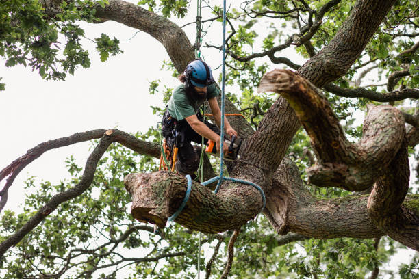 Best Palm Tree Trimming  in Summersville, WV