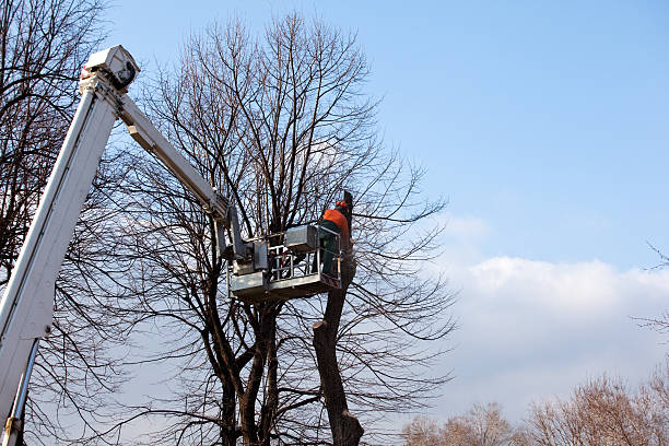 Best Seasonal Cleanup  in Summersville, WV