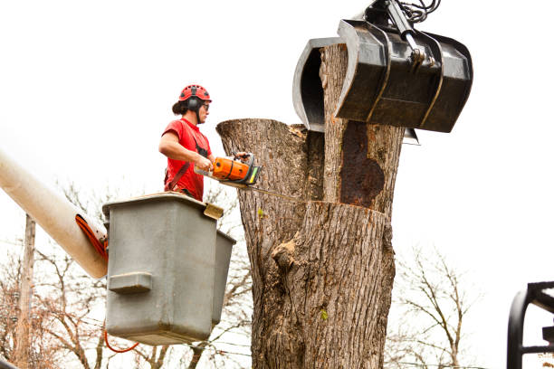 Best Palm Tree Trimming  in Summersville, WV