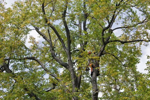 Trusted Summersville, WV Tree Services Experts